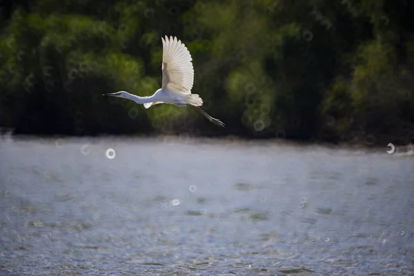 Schöne Aufnahme Eines Seidenreihers Der Über Esser Fliegt Mit Unscharfen — Stockfoto