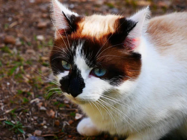 Pěkný Obrázek Roztomilé Kočičky Hnědou Bílou Hlavou — Stock fotografie