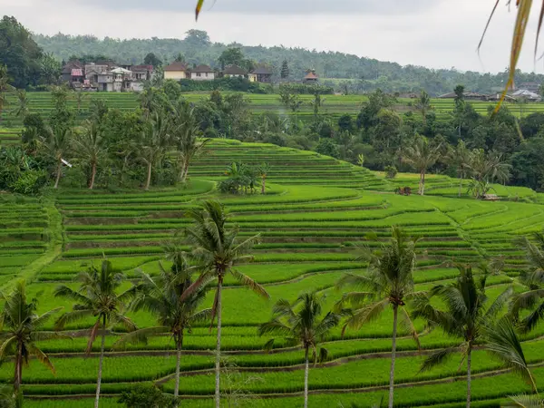 Pirinç Terasları Palmiye Ağaçları Olan Güzel Bir Tropikal Manzara — Stok fotoğraf
