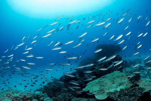 Uma Bela Foto Grupo Peixes Nadando Torno Recifes Coral Grande — Fotografia de Stock