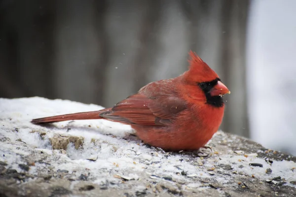 Close Shot Northern Cardinal Sitting Snow Covered Tree Stump — Stock Photo, Image