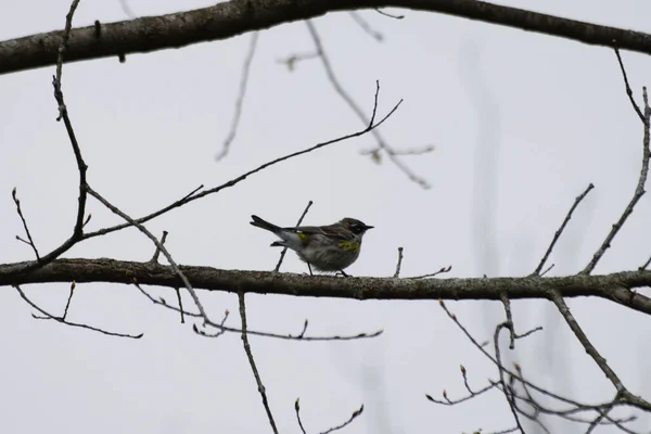 Uma Vista Panorâmica Uma Magnolia Warbler Empoleirada Galho Árvore Madeira — Fotografia de Stock