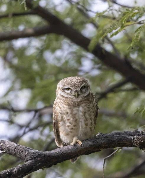 Vertical Closeup Beautiful Owl Sitting Tree Branch — Stock Photo, Image