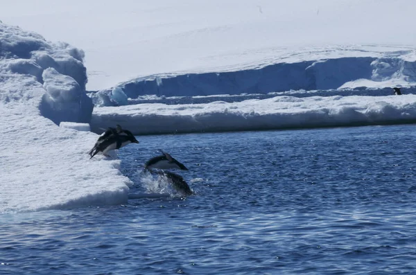 Tiro Pingüinos Saltando Nadar — Foto de Stock