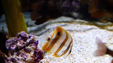 Amphiprion ocellaris 'in taşların ve mercanların yanındaki denizin dibindeki görüntüsü.