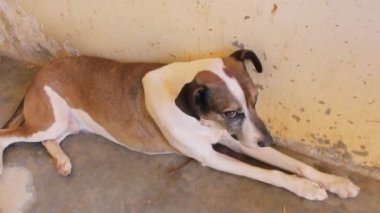 Windhoek, Namibya 'da beton zeminde yatan bir Russel Terrier..