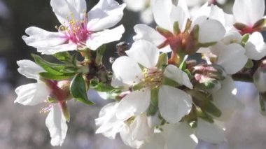 Quinta De Los Molinos 'ta badem çiçekleri, Madrid, MD, İspanya