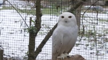 Beyaz bir baykuşun 4K 'sı hayvanat bahçesine bakan ahşap bir parçaya tünemiş.