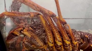 HD 'deki akvaryum tankındaki yengecin yakın çekim görüntüsü.