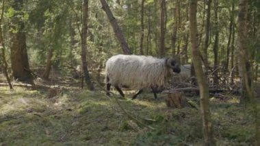 Hollanda 'nın Drenthe eyaletinde Evertsbos ormanında yürüyen beyaz bir koyun.