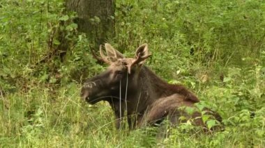 Yeşil ormandaki bir geyik manzarası