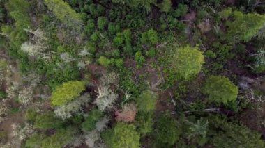 Hava aracının görüntüsü aşağı doğru, yemyeşil pasifiğin kuzeybatı ormanına inerken çekildi. Ancak küresel ısınma nedeniyle ölen ağaçlar var.