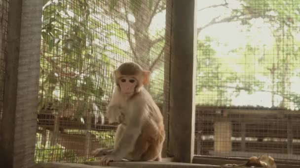 Mignon Bébé Singe Brun Dans Zoo — Video