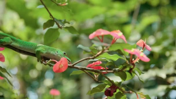 취리히 동물원의 나뭇가지에 도마뱀의 — 비디오