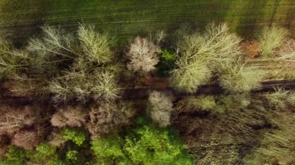 Εναέρια Άποψη Των Φοδραρισμένων Δένδρων Χωρίς Φύλλα Μεταξύ Των Πράσινων — Αρχείο Βίντεο