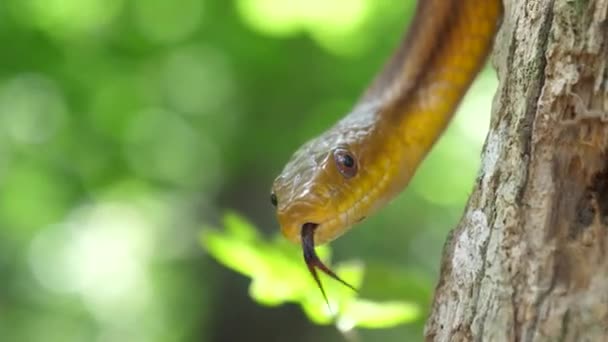 Batı Everglades Teki Bir Ağaçta Dilini Şaklatan Sarı Bir Sıçan — Stok video