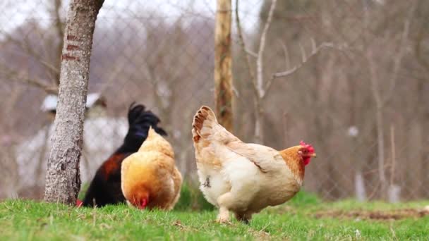 Close Some Roosters Grazing Field Daytime — Stock Video