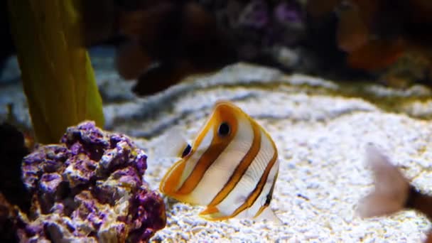 Uma Vista Ocellaris Clownfish Amphiprion Ocellaris Fundo Mar Perto Pedras — Vídeo de Stock