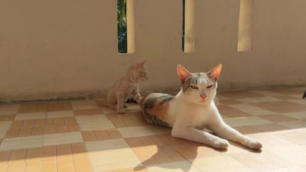陽射しの下屋外で休んでいる可愛い猫 — ストック動画