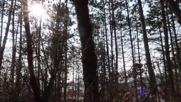 Stromy Lese Krásným Slunným Pozadím — Stock video