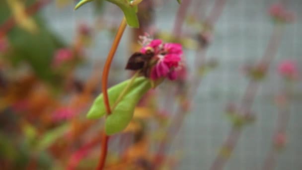 Pianta Grano Saraceno Red Rose Soba — Video Stock