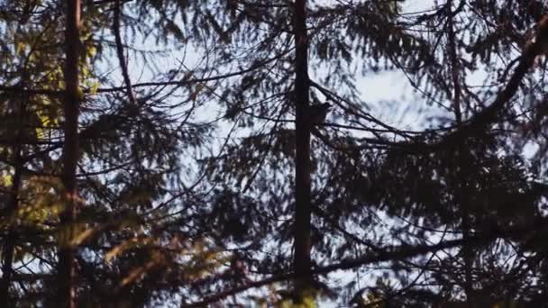 Красивый Снимок Высоких Деревьев Голубым Небом Порт Альберни Остров Ванкувер — стоковое видео