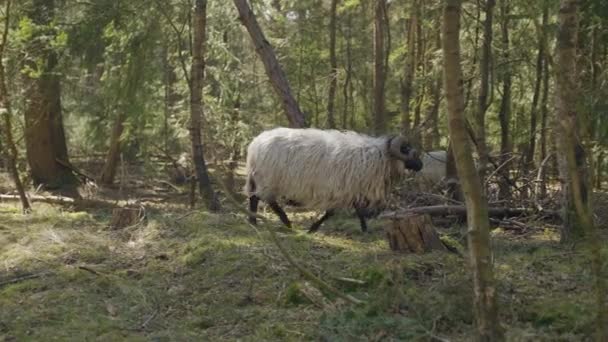 Hollanda Nın Drenthe Eyaletinde Evertsbos Ormanında Yürüyen Beyaz Bir Koyun — Stok video