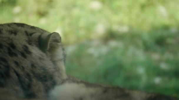 Shallow Focus Wild Snow Leopard Animal Grass Sunny Day Zoo — Stock Video