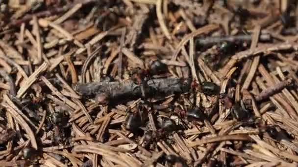 Mravenci Červeného Lesa Lese Postavili Hnízdo Jejich Přirozeném Prostředí — Stock video