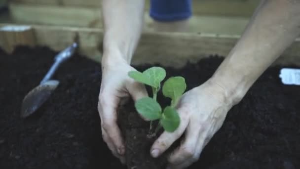 Ruce Zahradníka Který Zasadil Rostlinu Půdy — Stock video