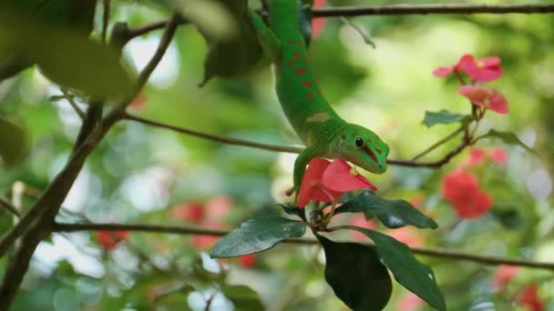 취리히 동물원에서 나뭇가지 도마뱀의 — 비디오