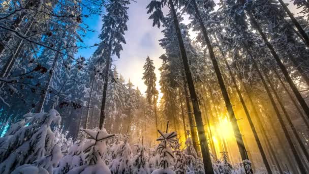 德国冬季美丽森林的低角景观 — 图库视频影像