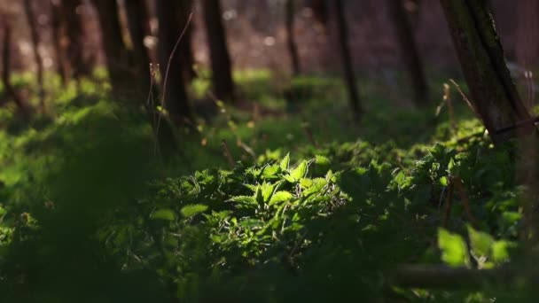 Belle Ortie Verte Commune Soirée Ensoleillée Dans Forêt — Video
