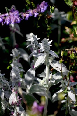 Bahçedeki beyaz kuzunun kulağının dikey bir odak noktası.
