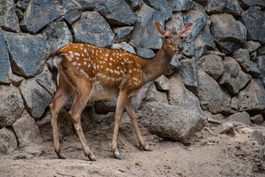 Erivan, Ermenistan 'daki hayvanat bahçesinde benekli bir geyik.