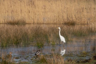 Sonbahar güneşinin altında bataklıkta beyaz bir vinç ve kazlar.