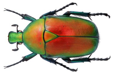 Güzel böcek koleksiyonu Renkli çiçek toplayıcıları.