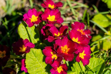 Bahçede güneş ışığı altında yapraklarla çevrili güzel kırmızı çuha çiçeklerinin yakın çekimi. Botanik kavramlar için mükemmel