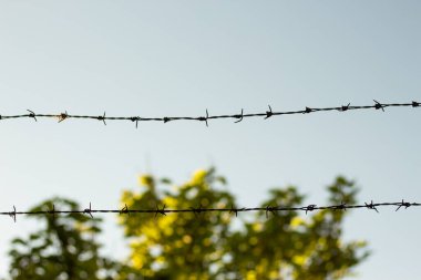 İki elektrik kablosu havada asılı ve arka planda yeşil bir ağaç var.