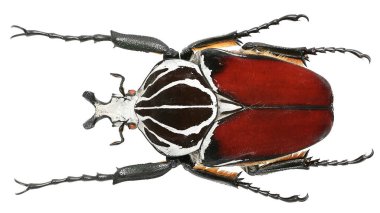 Güzel böcek koleksiyonu Renkli çiçek toplayıcıları.