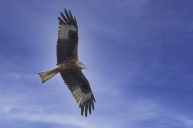 Güzel bir kırmızı uçurtmanın alçak açılı görüntüsü açık mavi gökyüzünde süzülüyor.