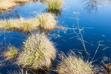 Almanya 'nın Recke kentindeki Recker Moor bozkırında bitki ve çimlerin manzarası