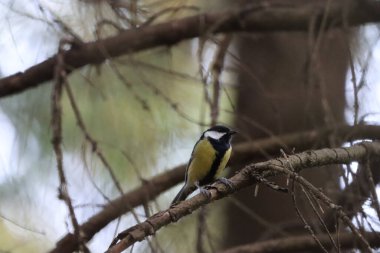 A cute Great tit perched on a tree branch during the daytime