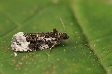 Küçük bir Apotomis turbidana üzerinde, beyaz omuzlu mermer güve, bahçede yeşil bir yaprağın üzerinde oturuyor.