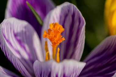 Vahşi timsahlar, açık yapraklar ve yeşil yapraklarla birlikte doğal bir bahçe ortamında çiçek açarlar..