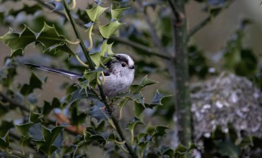 A beautiful shot of a cute Long-tailed tit on a holly tree branch