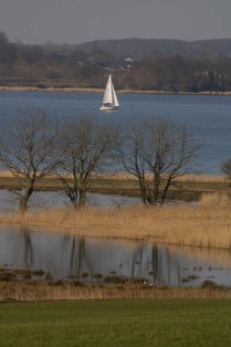 Gölün kıyısındaki üç ağacın dikey çekimi. Arka planda beyaz bir yelkenli var.