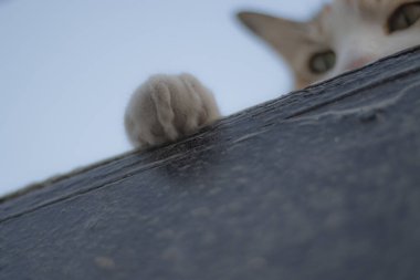 Dışarıda uyuyan sevimli bir sokak kedisi.