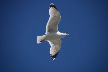 Mavi gökyüzünde süzülen sevimli Avrupa ringa martılarının alçak açılı çekimi.
