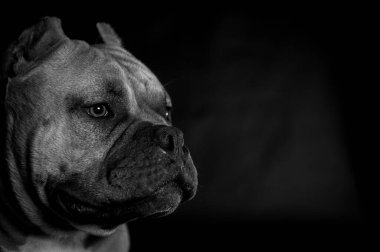 Stüdyodaki şirin bir köpeğin siyah beyaz bir resmi.